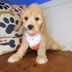 Jelly Bichon 01