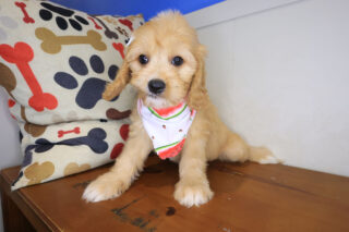 Jelly Bichon 01