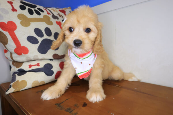 Jelly Bichon 01