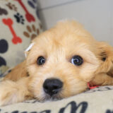 Jelly Bichon 03