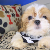 Jet Shih Tzu 04