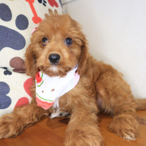 Kaelith Cavapoo 01