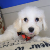 Kiro Bichapoo 04