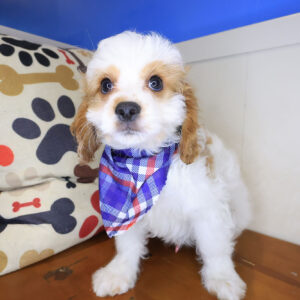 Kiwi Cavapoo 01