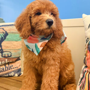 Knight Golden Doodle 01