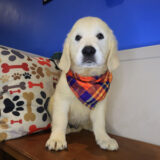 Kuma Golden Retriever 01