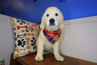Kuma Golden Retriever 01