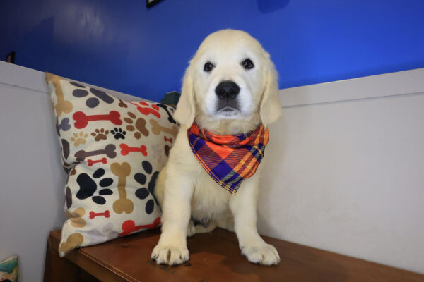 Kuma Golden Retriever 01