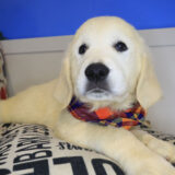 Kuma Golden Retriever 02