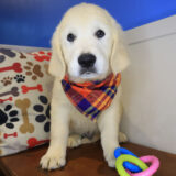 Kuma Golden Retriever 04