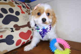 Larkspur Cavapoo 01