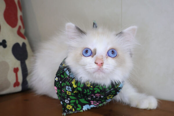 Leo Ragdoll 01
