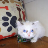 Leo Ragdoll 02