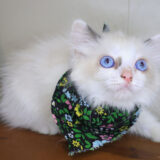 Leo Ragdoll 03