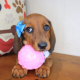 Lil Dachshund 01