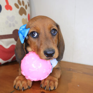 Lil Dachshund 01