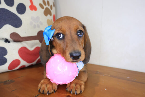 Lil Dachshund 01