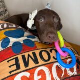 Lil Pep Labrador Retriever 03
