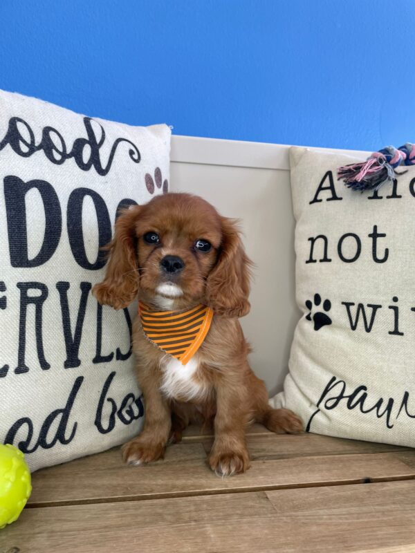 Link Cavalier King Charles Spaniel 01