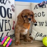 Link Cavalier King Charles Spaniel 04