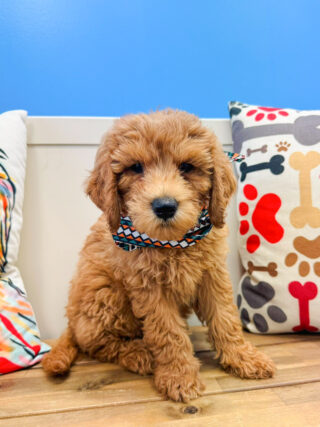 Locket Golden Doodle 01