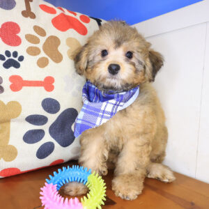 Lollipop Bichapoo 01