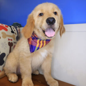 Lux Golden Retriever 01