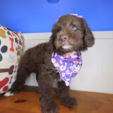 Lyle Cockapoo 03