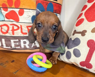 Malcolm Dachshund 01