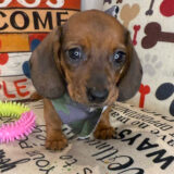 Malcolm Dachshund 03