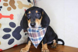 Meadow Dachshund 01