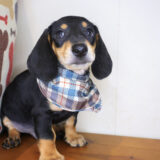 Meadow Dachshund 04