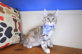 Mina Maine Coon 01