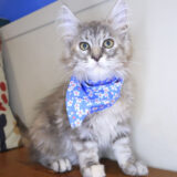Mina Maine Coon 02