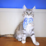 Mina Maine Coon 03