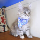 Mina Maine Coon 04