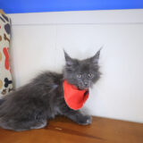 Munchkin Maine Coon 04