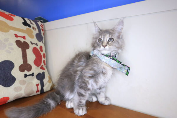 Nala Maine Coon 01
