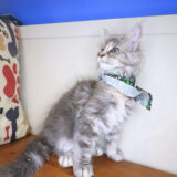 Nala Maine Coon 04