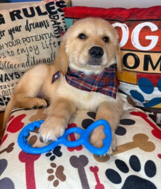 Navi Golden Retriever 01