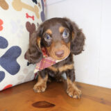 Nemo Dachshund 01