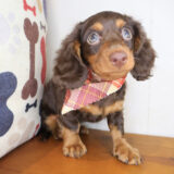 Nemo Dachshund 04