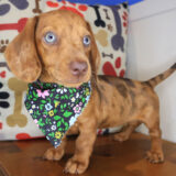 Opal Dachshund 01