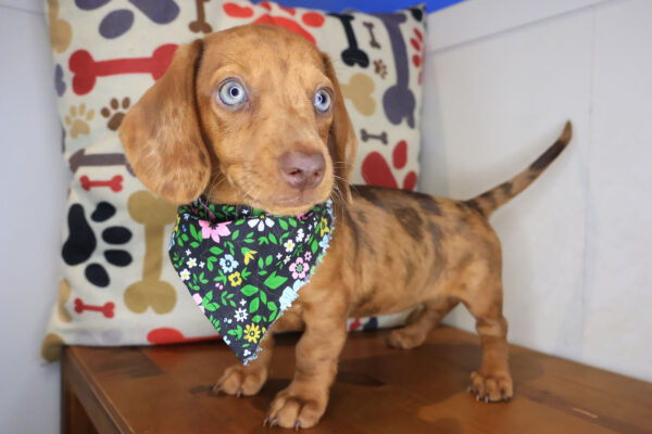 Opal Dachshund 01