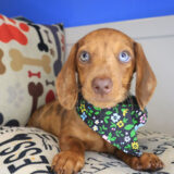 Opal Dachshund 02