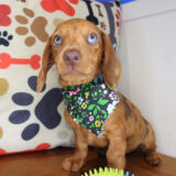 Opal Dachshund 03