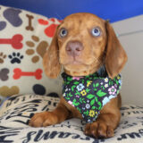 Opal Dachshund 04