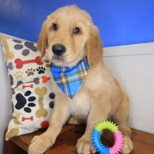 Otix Golden Retriever 01