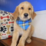 Otix Golden Retriever 02