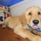Otix Golden Retriever 03